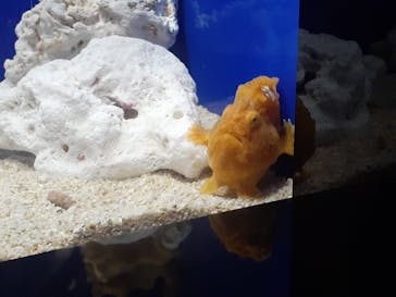 サンシャイン水族館に投稿された画像（2020/9/22）