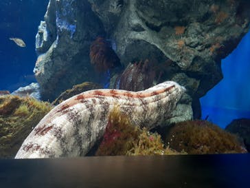 サンシャイン水族館に投稿された画像（2020/9/22）