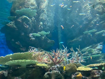 島根県立 しまね海洋館に投稿された画像（2020/9/22）