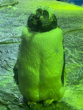 島根県立 しまね海洋館に投稿された画像（2020/9/22）