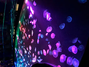 すみだ水族館に投稿された画像（2020/9/22）