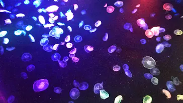 すみだ水族館に投稿された画像（2020/9/22）