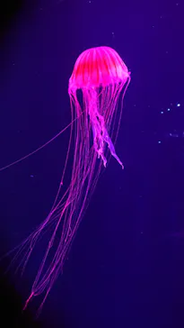 すみだ水族館に投稿された画像（2020/9/22）