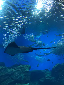 仙台うみの杜水族館に投稿された画像（2020/9/22）
