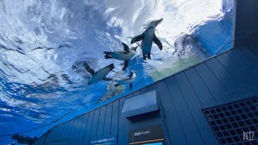 サンシャイン水族館に投稿された画像（2020/9/22）