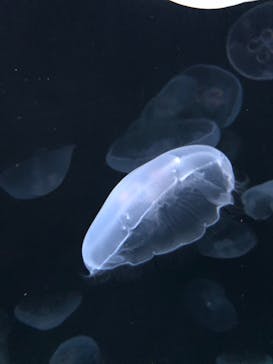 サンシャイン水族館に投稿された画像（2020/9/22）