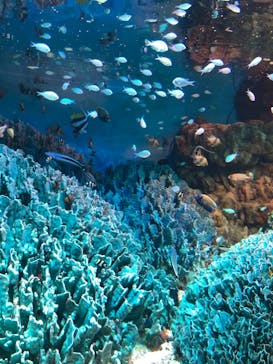 サンシャイン水族館に投稿された画像（2020/9/22）