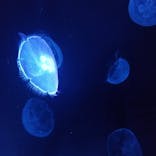 すみだ水族館に投稿された画像（2020/9/22）