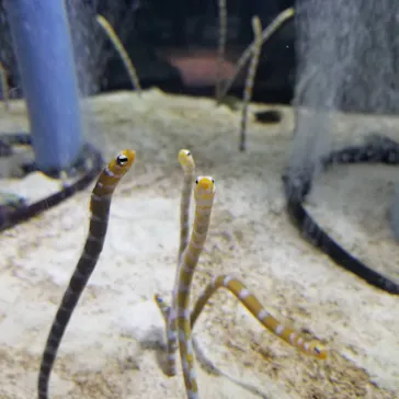 すみだ水族館に投稿された画像（2020/9/22）