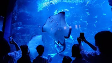 京都水族館に投稿された画像（2020/9/22）