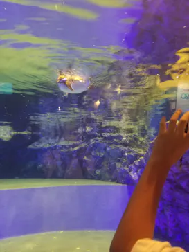 すみだ水族館に投稿された画像（2020/9/22）