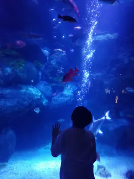 すみだ水族館に投稿された画像（2020/9/22）