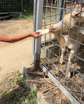 しろとり動物園に投稿された画像（2020/9/22）