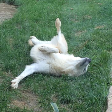 那須どうぶつ王国に投稿された画像（2020/9/22）