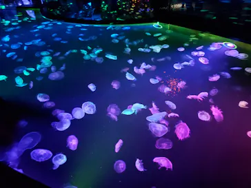 すみだ水族館に投稿された画像（2020/9/22）