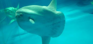 アクアワールド茨城県大洗水族館に投稿された画像（2020/9/22）