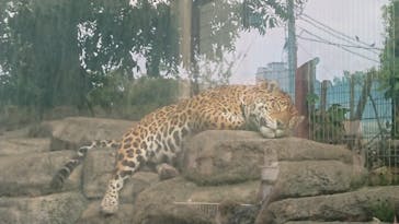 天王寺動物園に投稿された画像（2020/9/22）