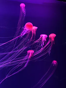 すみだ水族館に投稿された画像（2020/9/22）