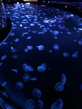 すみだ水族館に投稿された画像（2020/9/22）