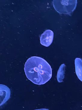 すみだ水族館に投稿された画像（2020/9/22）