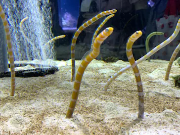 すみだ水族館に投稿された画像（2020/9/22）