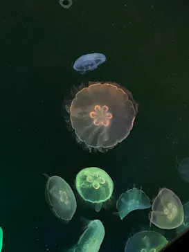 すみだ水族館に投稿された画像（2020/9/22）