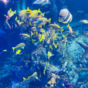 鳥羽水族館に投稿された画像（2020/9/22）