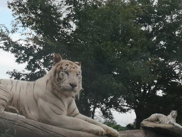 群馬サファリパークに投稿された画像（2020/9/22）