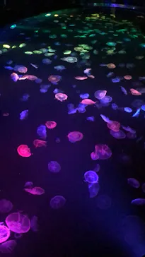 すみだ水族館に投稿された画像（2020/9/22）