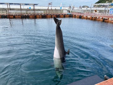 うみたま体験パーク 「つくみイルカ島」に投稿された画像（2020/9/22）