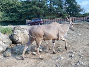 群馬サファリパークに投稿された画像（2020/9/22）