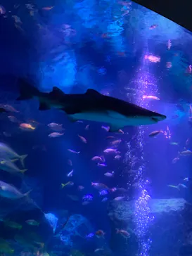 すみだ水族館に投稿された画像（2020/9/22）