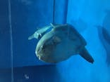アクアワールド茨城県大洗水族館に投稿された画像（2020/9/22）