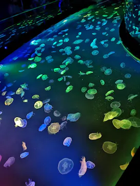 すみだ水族館に投稿された画像（2020/9/22）