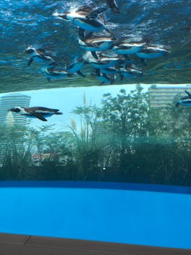 サンシャイン水族館に投稿された画像（2020/9/22）