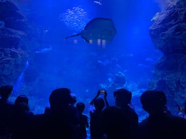 京都水族館に投稿された画像（2020/9/22）