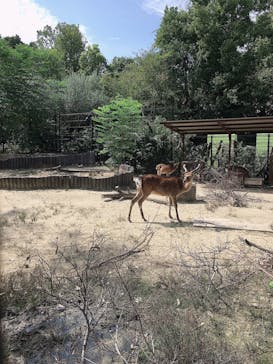 天王寺動物園に投稿された画像（2020/9/22）