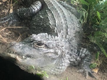 天王寺動物園に投稿された画像（2020/9/22）