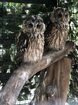 しろとり動物園に投稿された画像（2020/9/22）