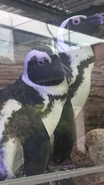 京都水族館に投稿された画像（2020/9/22）