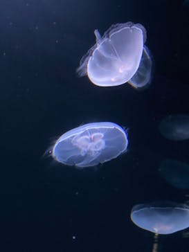 サンシャイン水族館に投稿された画像（2020/9/22）