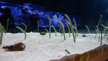 すみだ水族館に投稿された画像（2020/9/22）