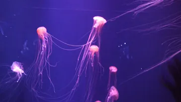 すみだ水族館に投稿された画像（2020/9/22）