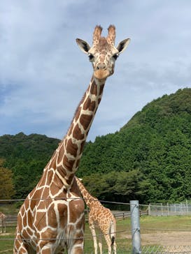 秋吉台自然動物公園 サファリランドに投稿された画像（2020/9/22）