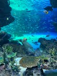 サンシャイン水族館に投稿された画像（2020/9/22）