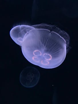 サンシャイン水族館に投稿された画像（2020/9/22）