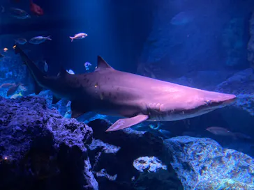 すみだ水族館に投稿された画像（2020/9/22）