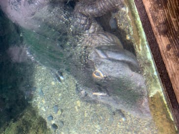 天王寺動物園に投稿された画像（2020/9/22）