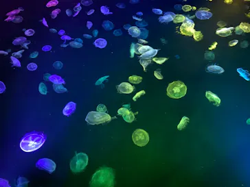 すみだ水族館に投稿された画像（2020/9/22）