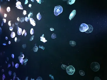 すみだ水族館に投稿された画像（2020/9/22）